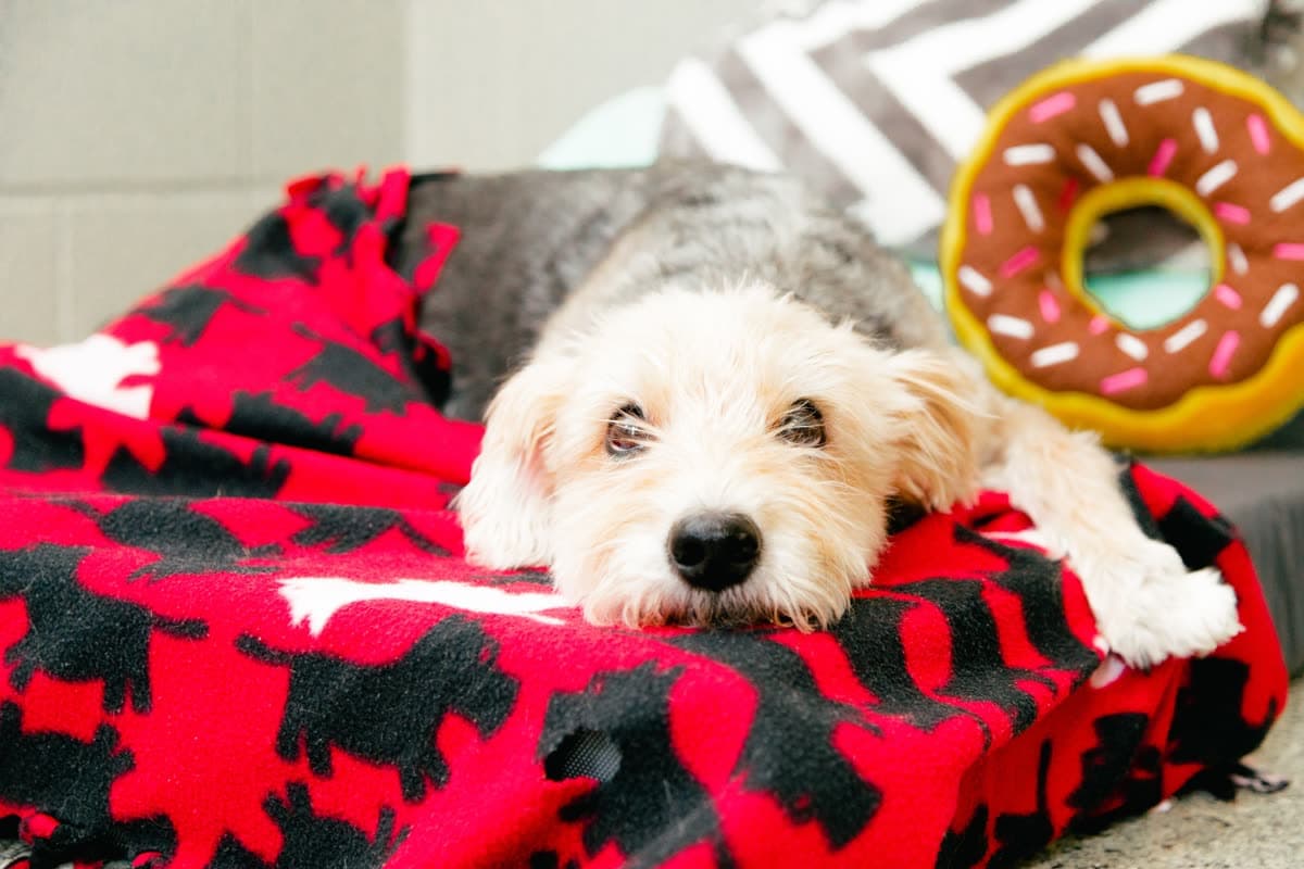 A small terrier mix curled up on a red Wagmore-print blanket next to a plush donut toy.