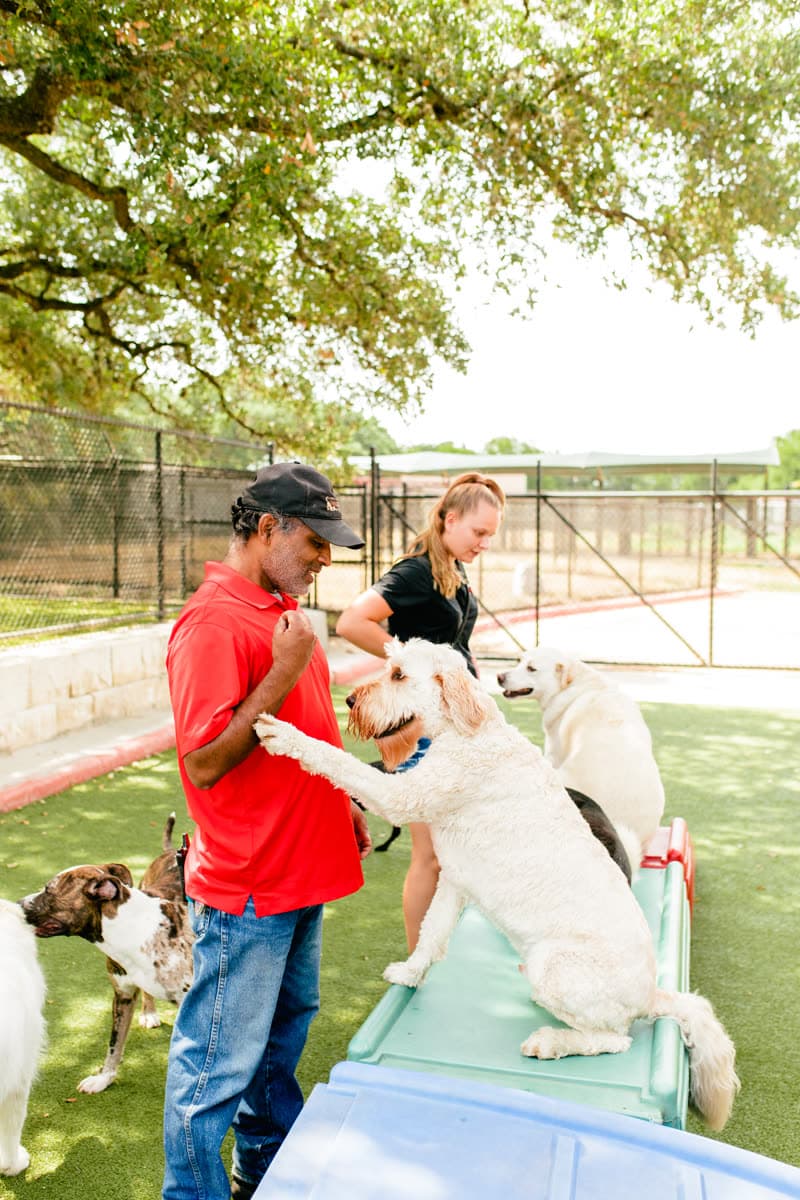A goldendoodle leaps up to greet a Wagmore staff member during group play with other dogs around.