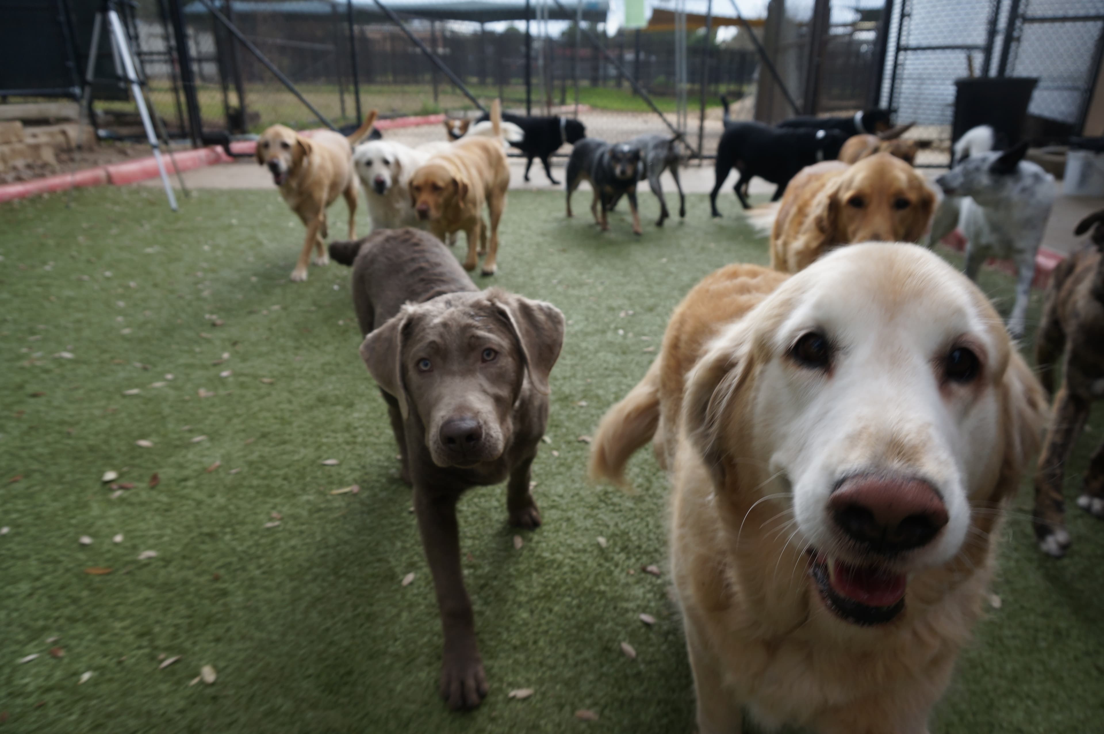 A large group of daycare dogs running toward the camera across the artificial-turf play yard at The Wagmore Pet Resort, led by a cream Golden Retriever and a silver Labrador.