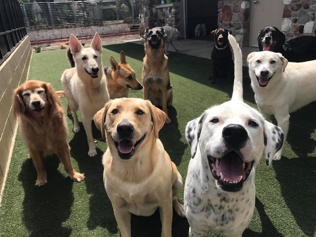 A pack of daycare dogs — yellow Labrador, Dalmatian-mix, German Shepherd, Golden Retriever and others — gathered on the artificial-turf yard at The Wagmore Pet Resort with the stone-wall indoor play area in the background.