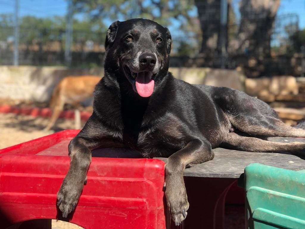 A black Labrador resting on a red play pedestal in the outdoor yard at The Wagmore Pet Resort, with another daycare guest playing in the background.