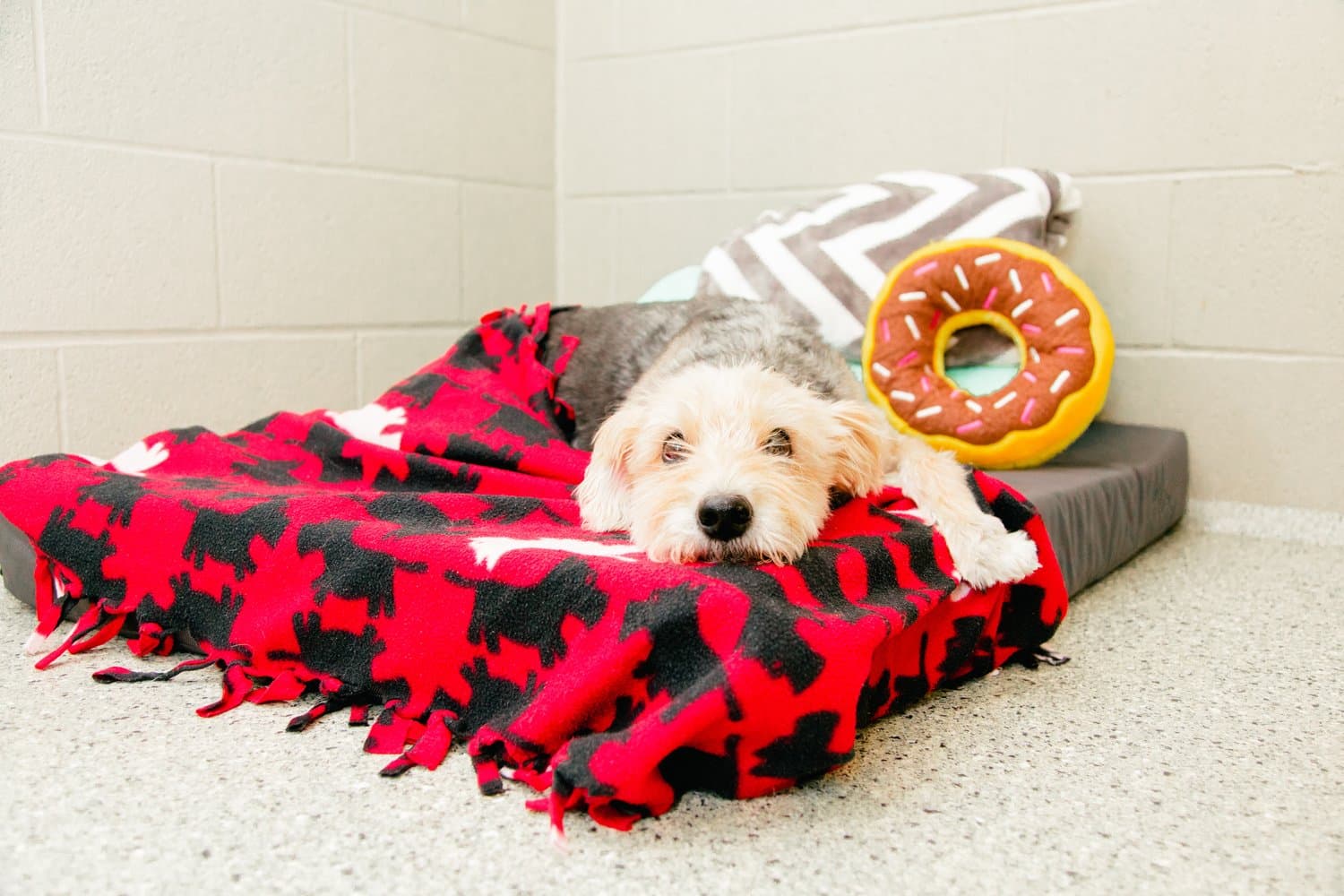 A small dog snuggled on a red plaid bed inside a private boarding suite at The Wagmore Pet Resort.