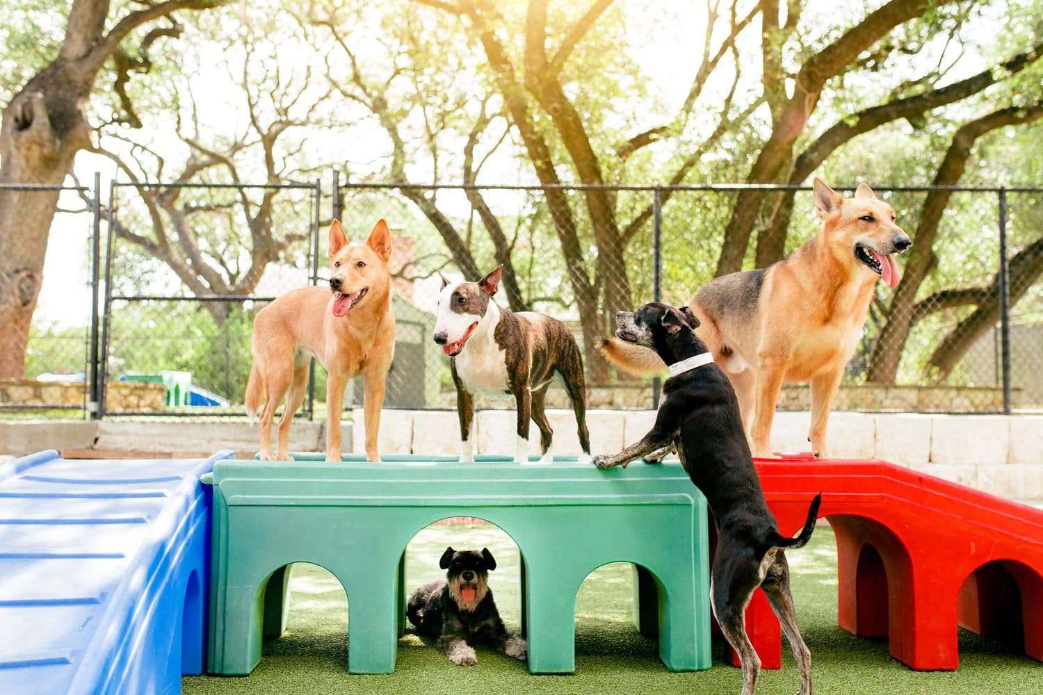 A group of daycare dogs gathered on the play pedestals under the Heritage Oaks in The Wagmore Pet Resort's outdoor yard.