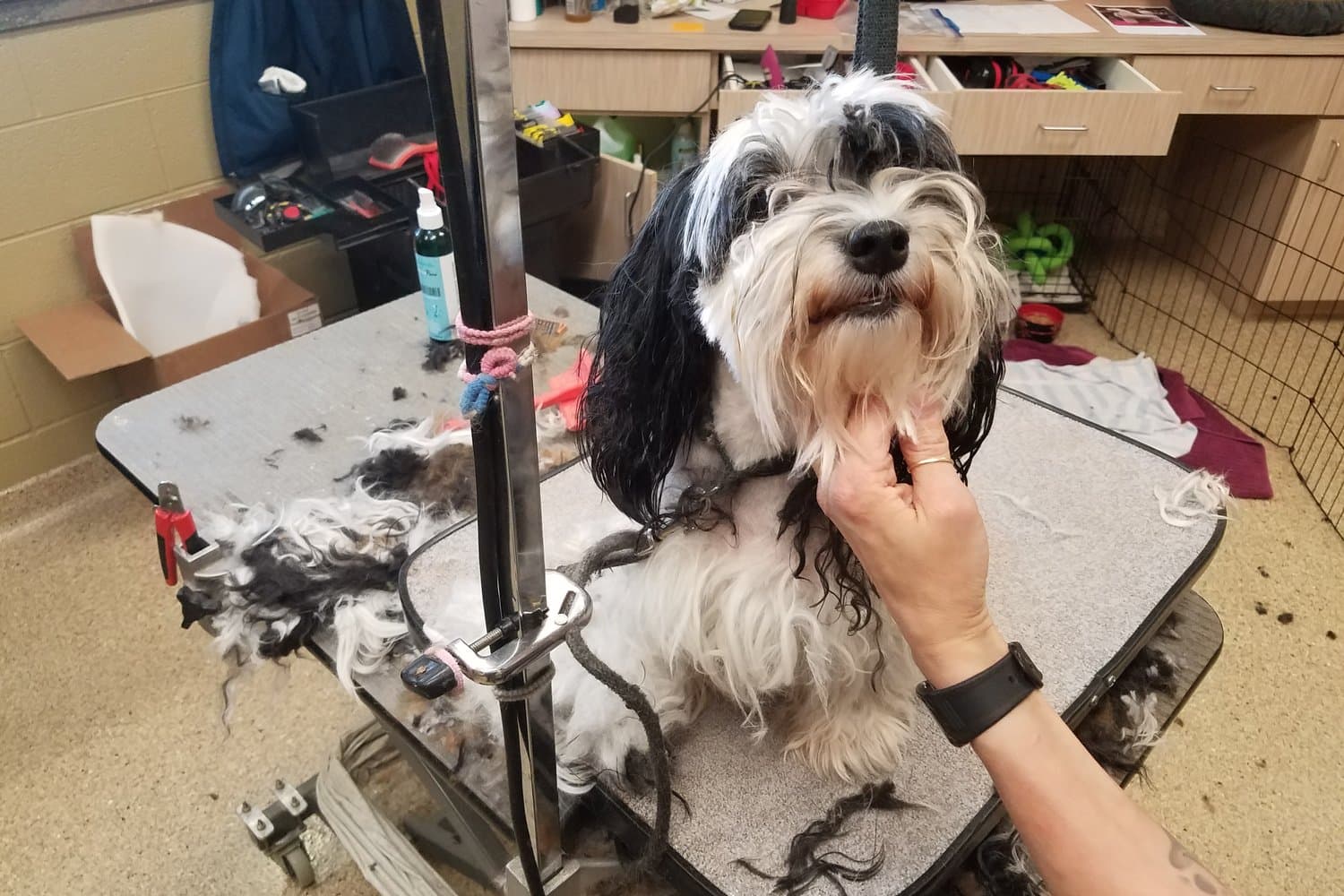 A small dog mid-groom on the table at The Wagmore Pet Resort's grooming room, with the groomer's hands visible.