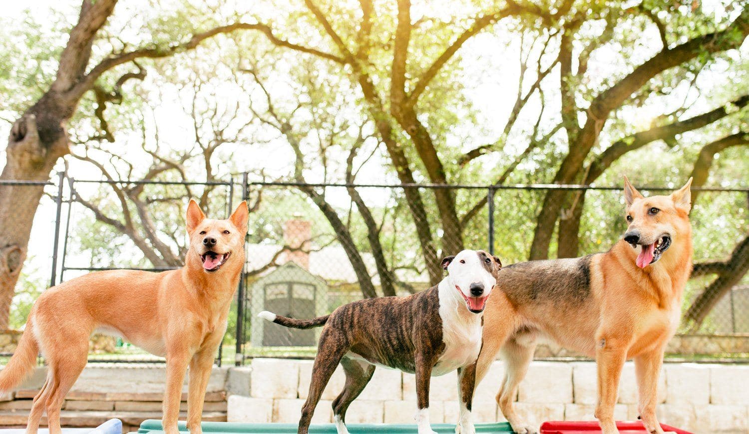 Three dogs standing together on the colored agility pedestals under the Heritage Oaks at The Wagmore Pet Resort's outdoor play yard in Boerne, TX.