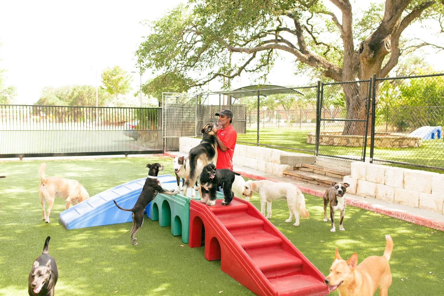 A Wagmore trainer leading a multi-dog obedience session at the colored play structure in the outdoor yard.