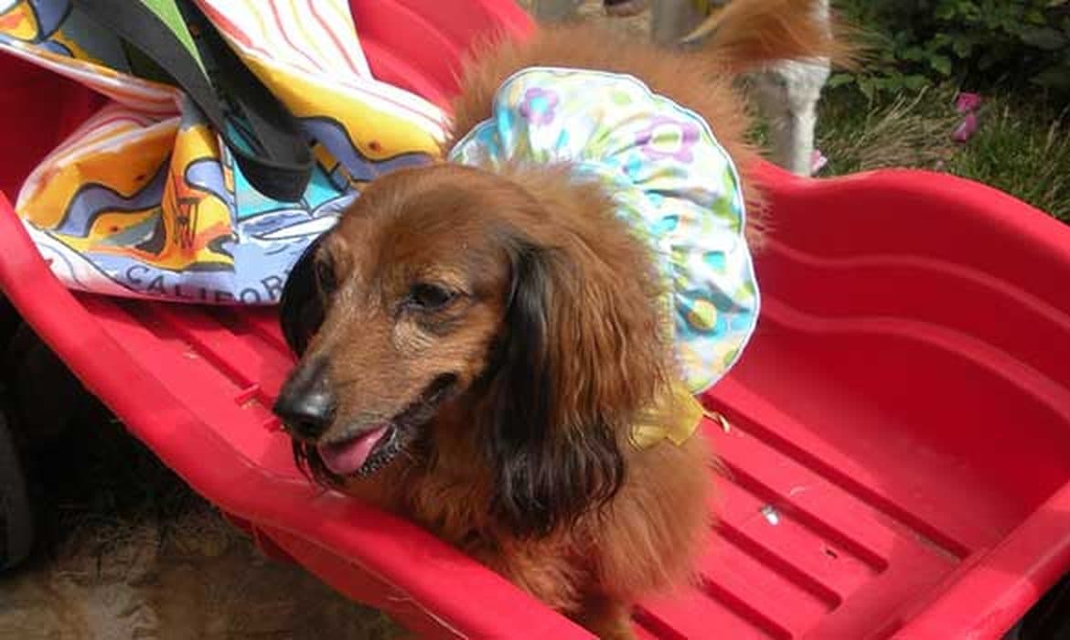 Activity package playtime at The Wagmore Pet Resort