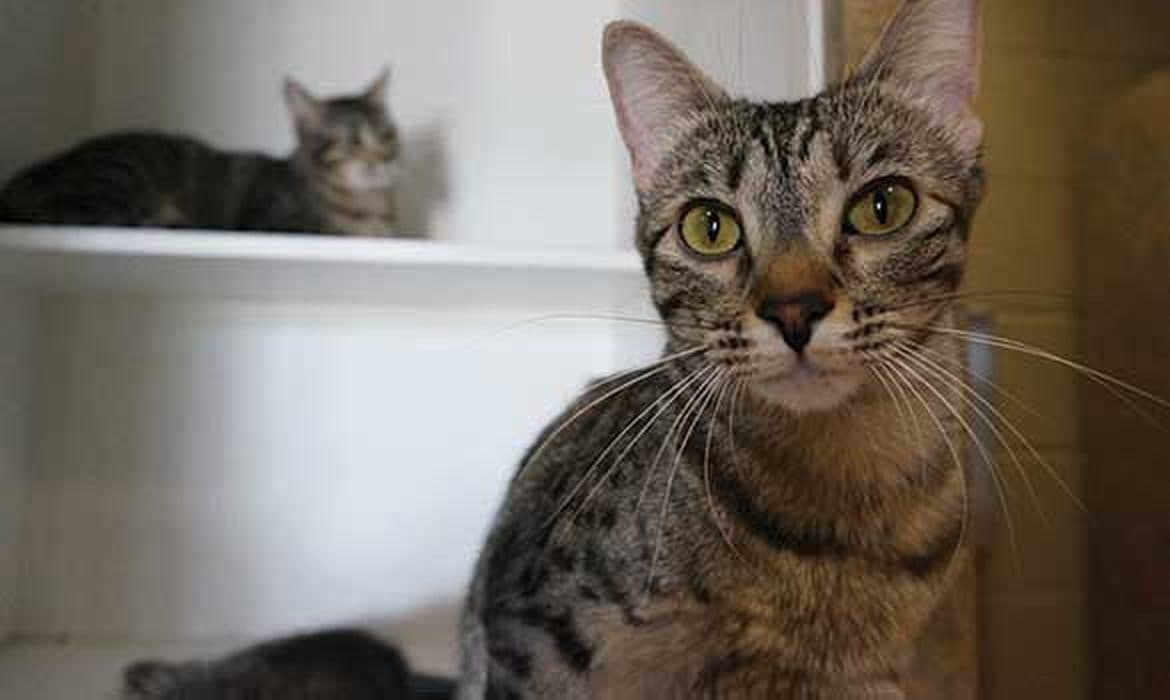 Cat Barn cattery at The Wagmore Pet Resort
