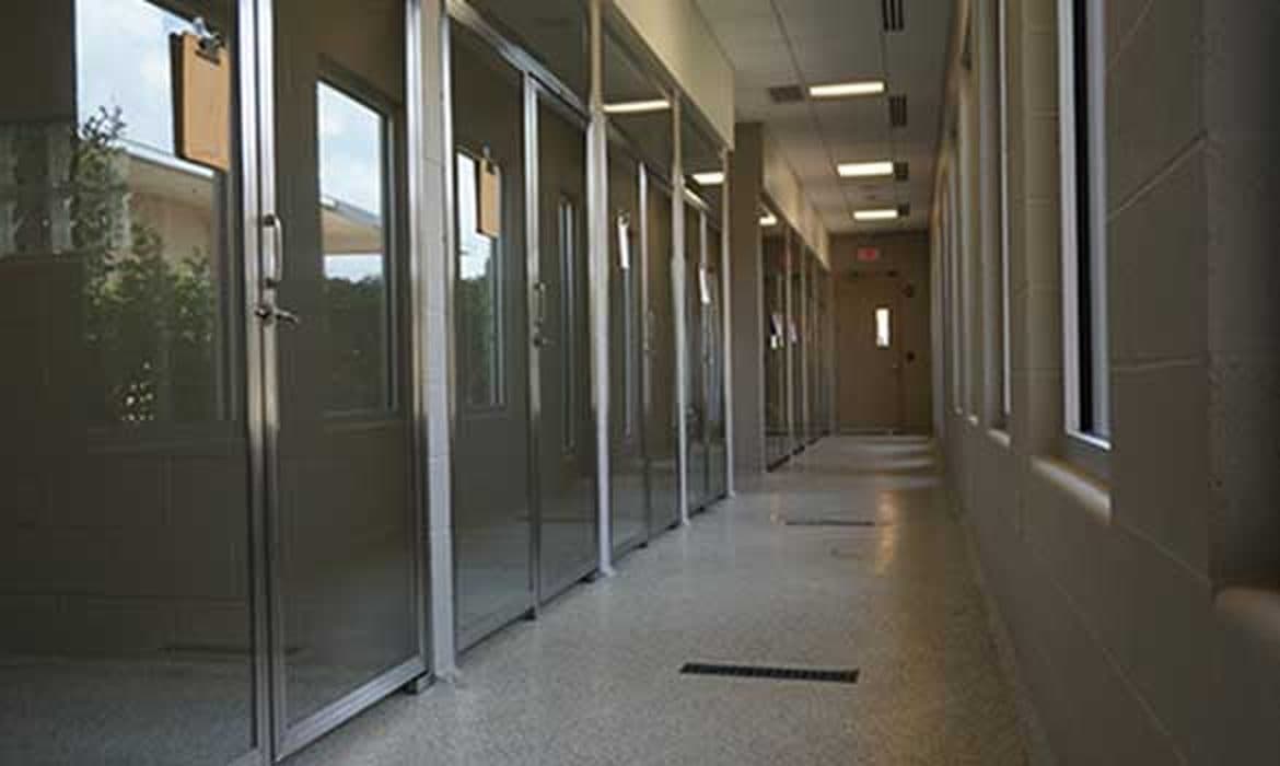 Garden and courtyard boarding suite at The Wagmore Pet Resort