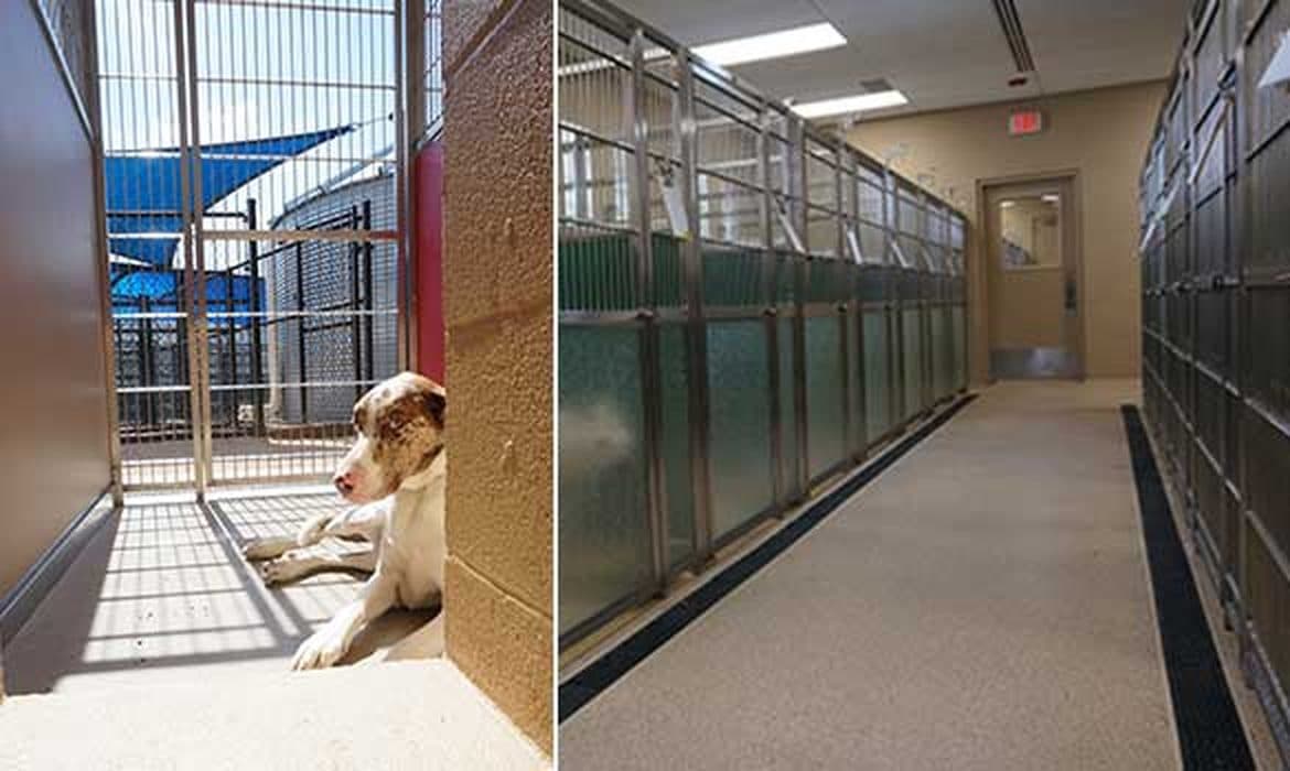 Bunkhouse boarding kennel area at The Wagmore Pet Resort