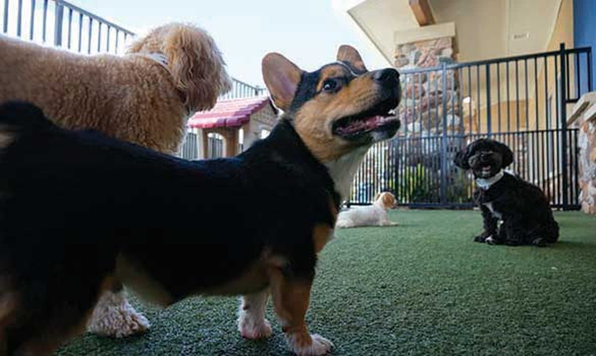 Small-dog lodge area at The Wagmore Pet Resort